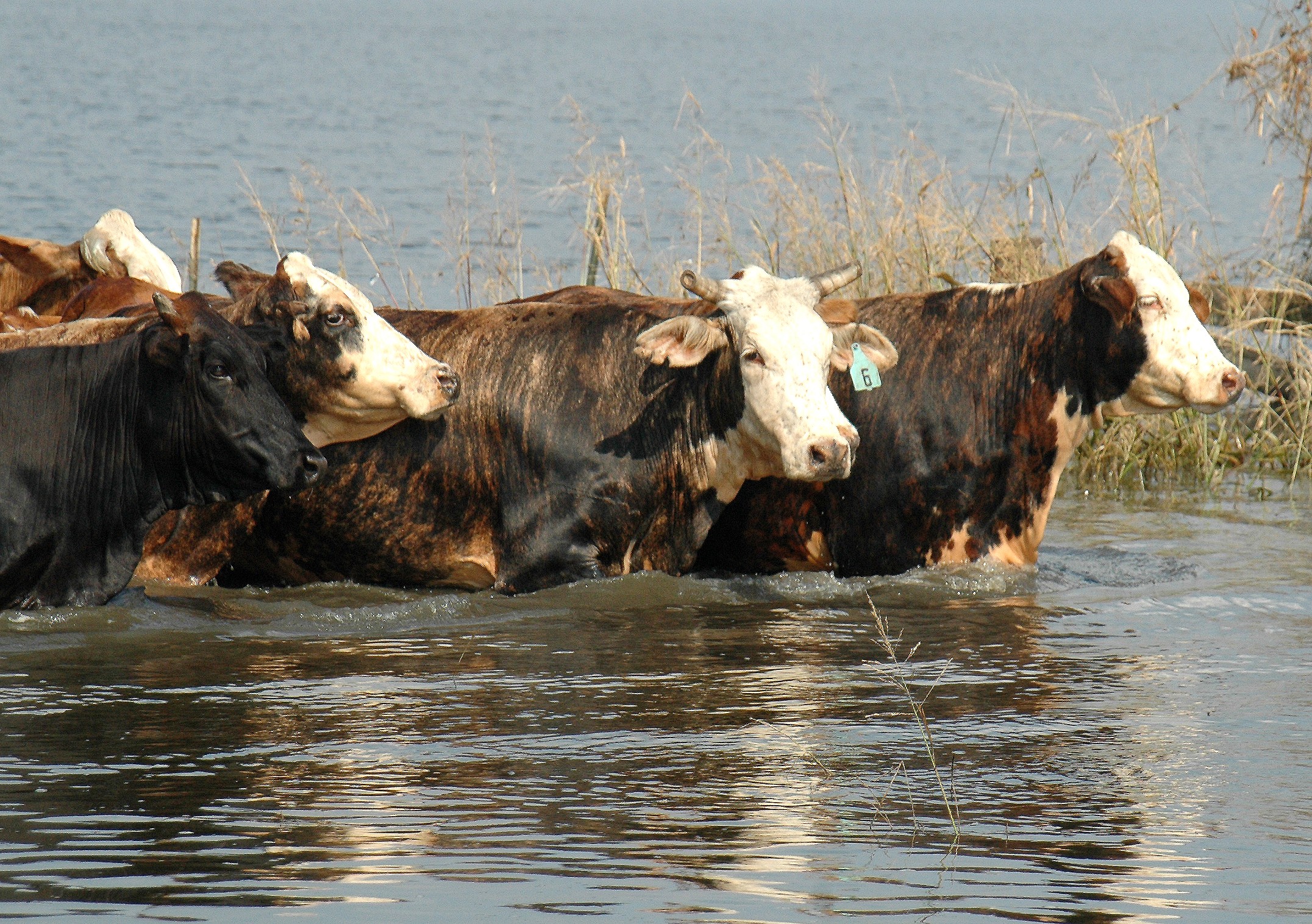 Northwest beef, forage field day set for April 27 